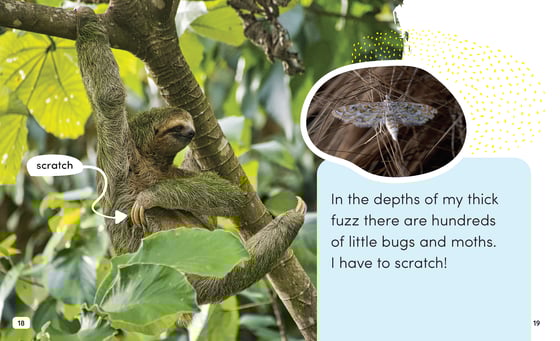 Pages from LLBW_0603_SLOTHS_INT_3pp