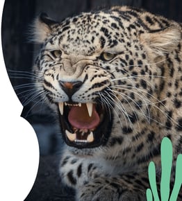 Pages from LLNF_S0101_TheCat_INT_4pp_spreads_AND_AM