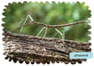 Phasmid